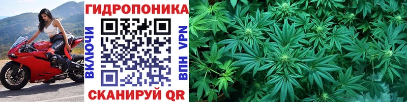 где найти наркотики  Балаково  Канабис марихуана 